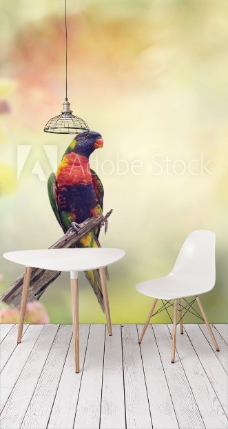 Afbeeldingen van Rainbow Lorikeet